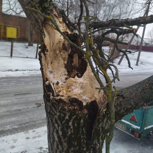 Наслідки негоди в Золотоноші: підтоплення, зламані дерева та ожеледиця