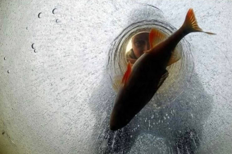 Як в Золотоніському районі рятують рибу